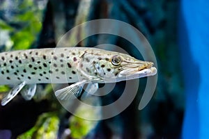 The Amur pike (Esox reichertii), also known as the blackspotted pike native to the Amur River in Russia