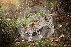 Amur or Siberian Leopard Cat, Prionailurus bengalensis euptilurus,