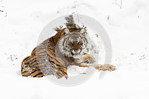 Amur (Siberian) tiger, angry, in deep snow, rear view