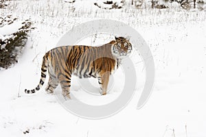 Amur (Siberian) tiger deep snow, profile view