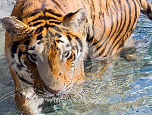 Amur Siberian Tiger Eye Stare in Water