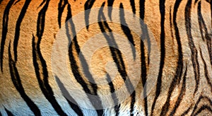 Amur Siberian tiger is a Panthera tigris tigris skin