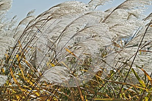 Amur silver grass (Miscanthus sacchariflorus)