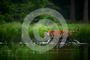 Amur tige in the river. Siberian tiger, Panthera tigris altaica