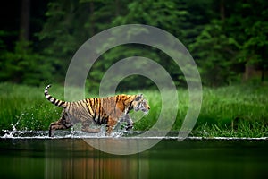 Amur tige in the river. Siberian tiger, Panthera tigris altaica