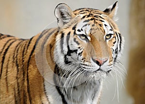 Amur tiger photo