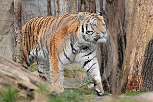 Amur tiger