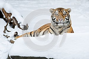 Amur tiger photo