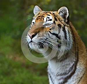 Amur Tiger