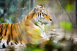 Amur tiger