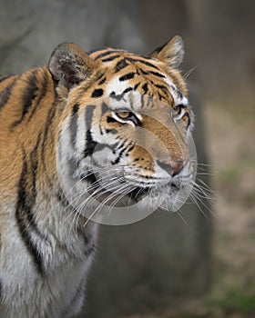 Amur tiger close up portrait