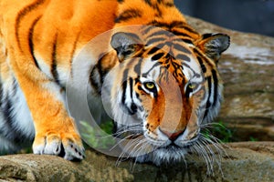 Amur tiger crouched down to take a drink