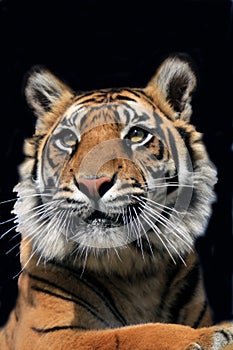 Amur tiger cub against a black background