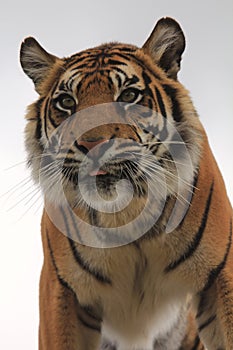 Amur tiger cub against a very pale sky