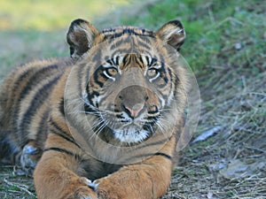 Amur tiger cub - The Big Cat Sanctuary