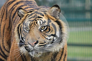 Amur Tiger Cub at The Big Cat Sanctuary
