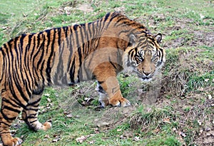 Amur Tiger Cub ready to dig a hole