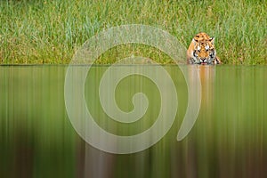 Amur tiger drinking lake water. Danger animal, tajga, Russia. Animal in green forest stream. Grey stone, river droplet. photo