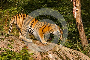 Amur tiger feeding