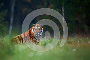 Amur tiger in the forest. Wildlife scene with danger animal. Siberian tiger, Panthera tigris altaica. Tiger in taiga environment
