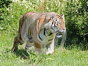 Amur Tiger hiding in the grass