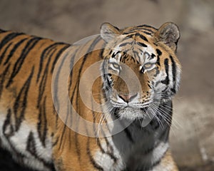 Amur tiger on the hunt