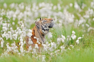 Amur tiger hunting in green white cotton grass. Dangerous animal, taiga, Russia. Big cat sitting in environment.  Wild cat in