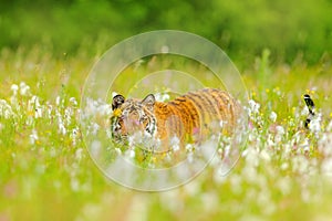 Amur tiger hunting in green white cotton grass. Dangerous animal, taiga, Russia. Big cat sitting in environment.  Wild cat in