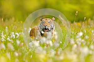 Amur tiger hunting in green white cotton grass. Dangerous animal, taiga, Russia. Big cat sitting in environment.  Wild cat in