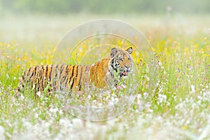 Amur tiger hunting in green white cotton grass. Dangerous animal, taiga, Russia. Big cat sitting in environment.  Wild cat in