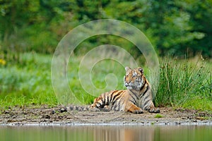 Amur tiger lying near lake water. Danger animal, tajga, Russia. Animal in green forest stream. Grey stone, river droplet. Siberian