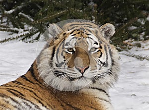 Tiger in the snow