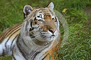 Amur Tiger