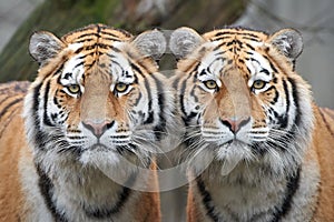 Amur tiger (Panthera tigris altaica)