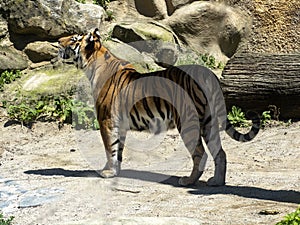 Amur Tiger, Panthera tigris altaica, observes a flying bird