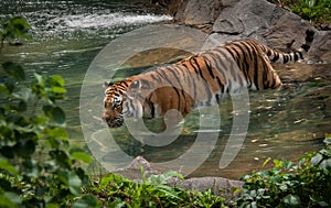 Amur Tiger (Panthera tigris) in Pool photo