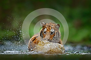 Amur tiger playing in river water. Danger animal, tajga, Russia. Animal in green forest stream. Grey stone, river droplet. Siberia photo