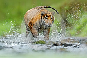 Amur tiger playing in the water, Siberia. Dangerous animal, tajga, Russia. Animal in green forest stream. Siberian tiger splashing photo