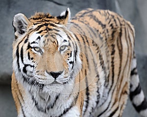 Amur tiger portrait