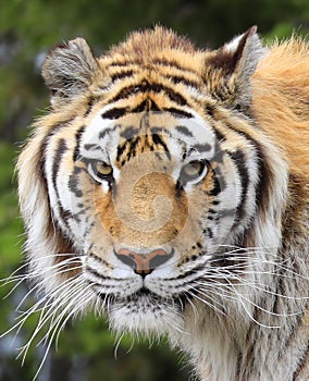 Amur Tiger portrait close-up