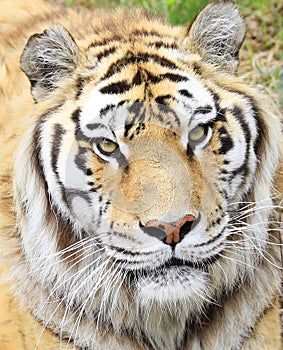 Amur Tiger portrait close-up