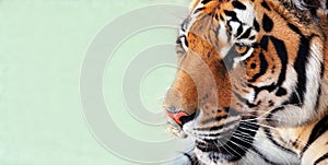 Amur tiger portrait. Tiger face.