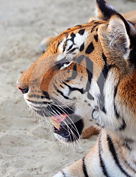 Amur tiger portrait. Tiger face. Panthera tigris altaica.