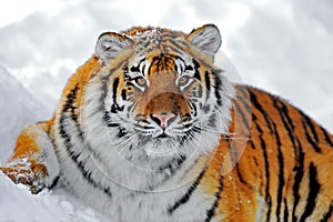 Amur Tiger