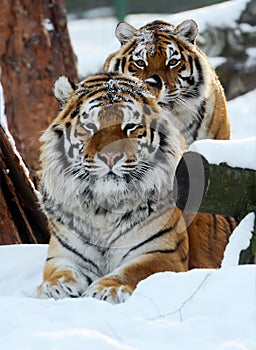 Amur Tiger