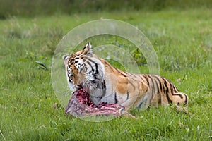 Amur tiger with prey