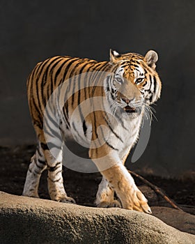 Amur tiger photo