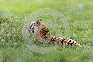 Amur tiger resting