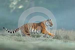 Amur tiger runing in natural habitat. Siberian tiger, Panthera tigris altaica. Blue background