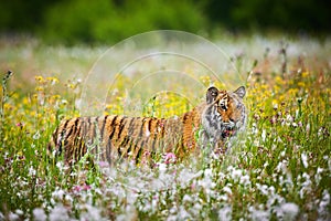The Siberian tiger Panthera tigris Tigris, or Amur tiger Panthera tigris altaica in the grassland.